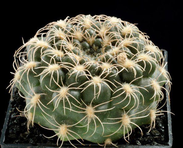 Gymnocalycium_sp_novae